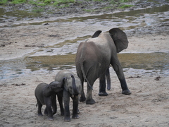Loxodonta cyclotis