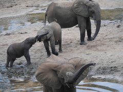 Loxodonta cyclotis