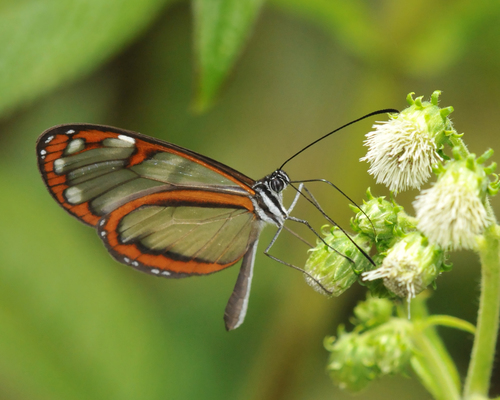 Oleria radina
