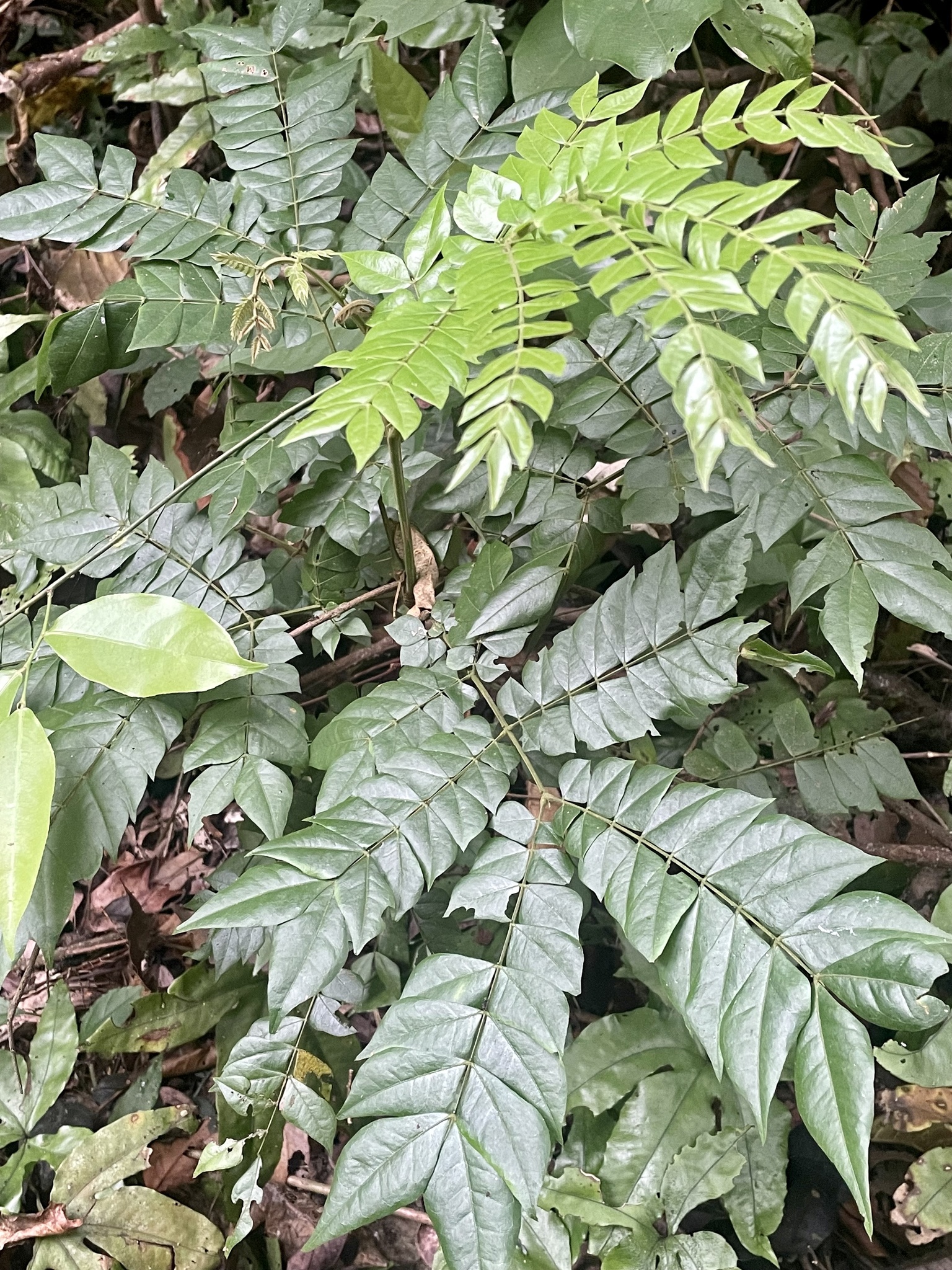Mán đỉa — ảnh 2