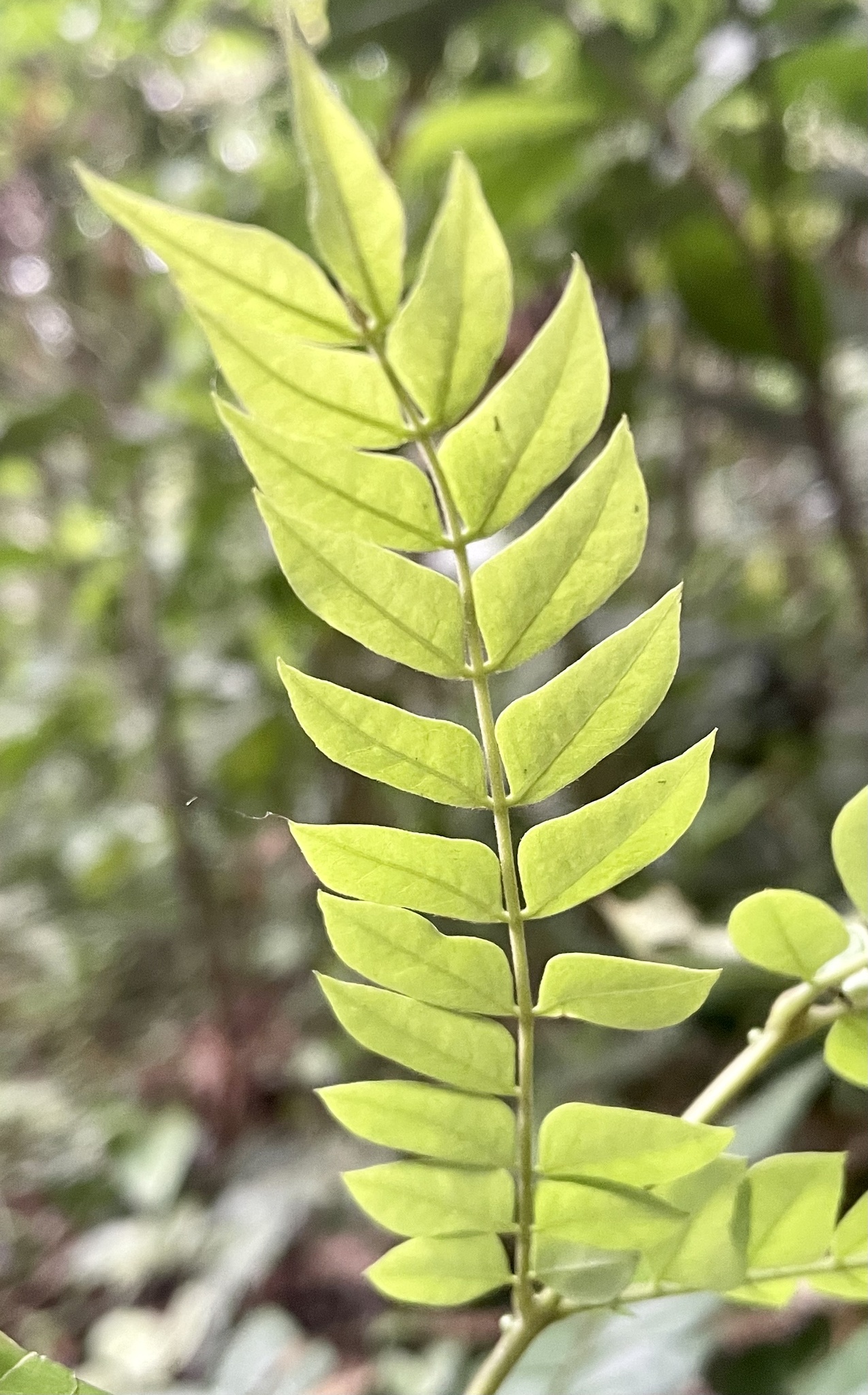 Mán đỉa — ảnh 3