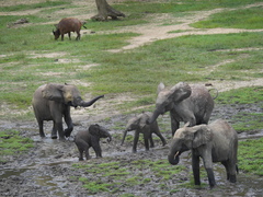 Loxodonta cyclotis