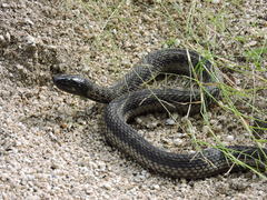Thamnophis validus celaeno