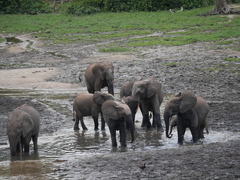 Loxodonta cyclotis