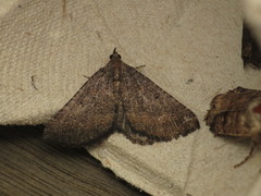 Chrysolarentia trygodes