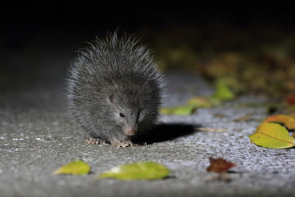 Ryukyu Islands Tree Rat