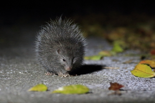 Ryukyu Islands Tree Rat (Diplothrix legata) — Endangered Mammalia