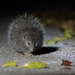 Ryukyu Islands Tree Rat - Photo (c) ymmus, some rights reserved (CC BY-NC)