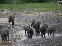 Loxodonta cyclotis