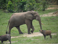 Loxodonta cyclotis