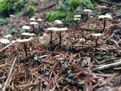 Collybiopsis quercophila