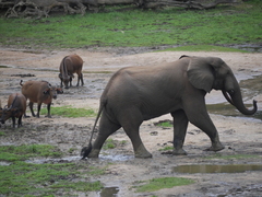 Loxodonta cyclotis