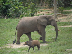Loxodonta cyclotis