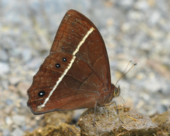 Parataygetis lineata