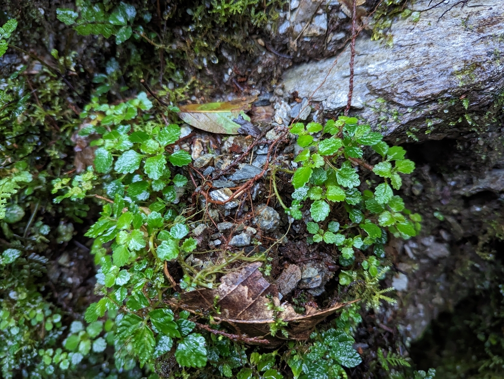Chrysosplenium lanuginosum