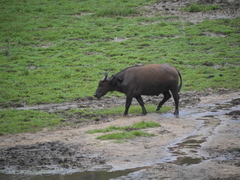 Syncerus caffer nanus