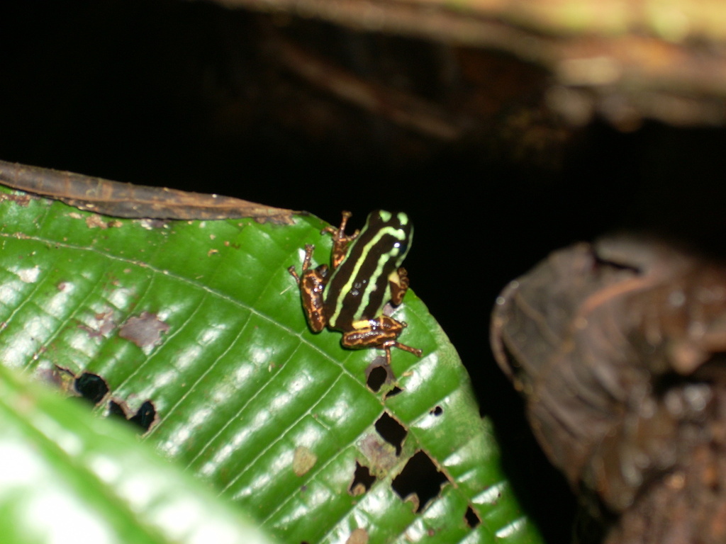 Metallic poison frog