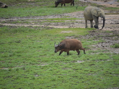 Syncerus caffer nanus