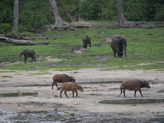 Syncerus caffer nanus