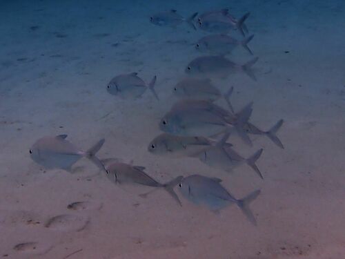 Bigeye Trevally — seen at this dive site