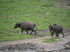 Syncerus caffer nanus