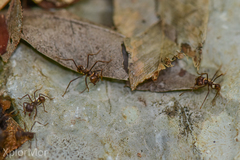 Atta insularis