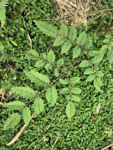 Aralia decaisneana (Aralia decaisneana)