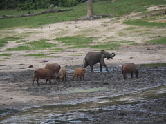 Syncerus caffer nanus