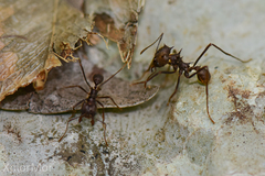 Atta insularis
