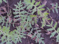 Hydrolea quadrivalvis