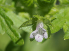Hydrolea quadrivalvis