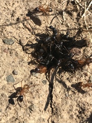 Camponotus semitestaceus