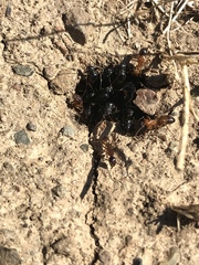 Camponotus semitestaceus