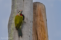 Xiphidiopicus percussus