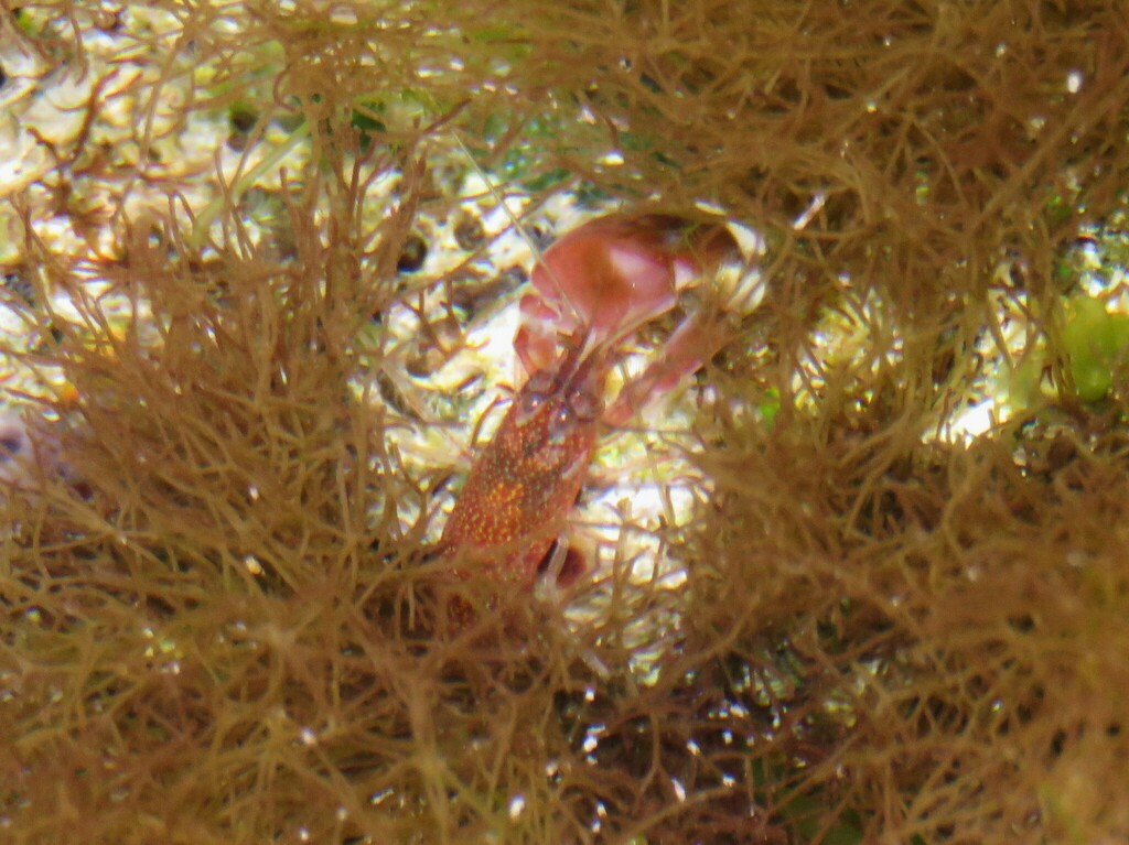 Flathead snapping shrimp