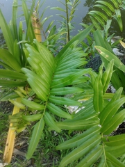 Acrostichum danaeifolium