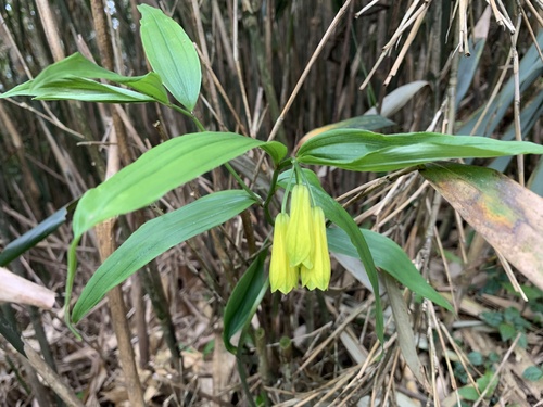 Disporum shimadae (Disporum shimadae)