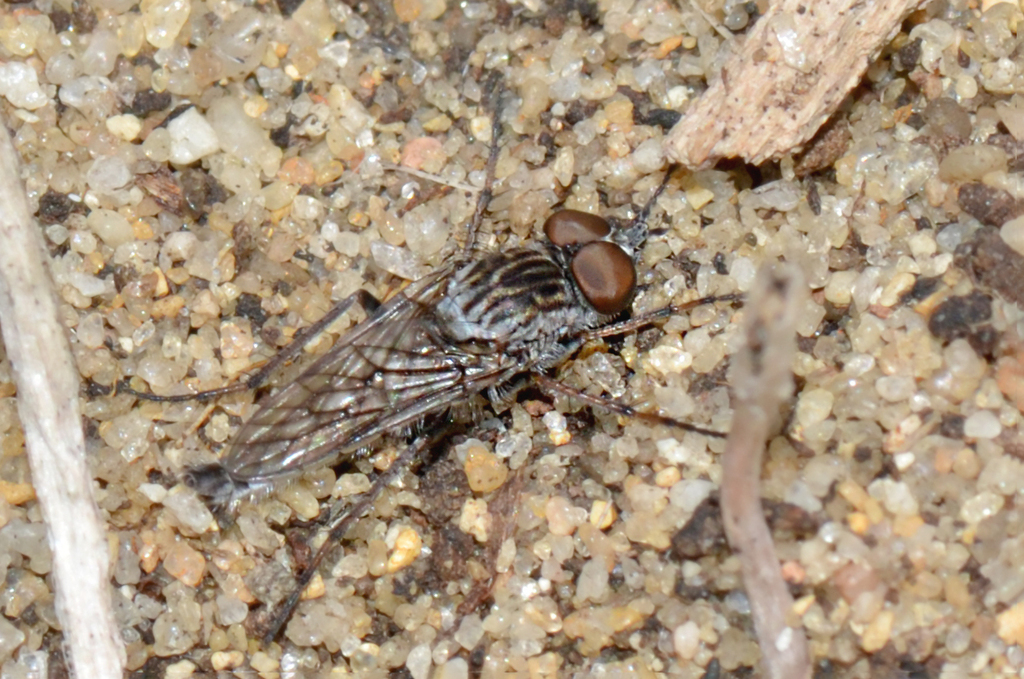 Parapsilocephala from Perth WA, Australia on September 06, 2012 at 08: ...