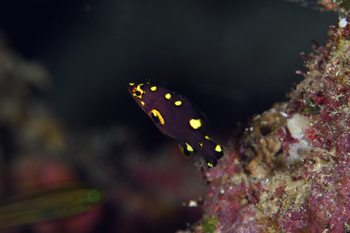 Bodianus observed 2023-03-11