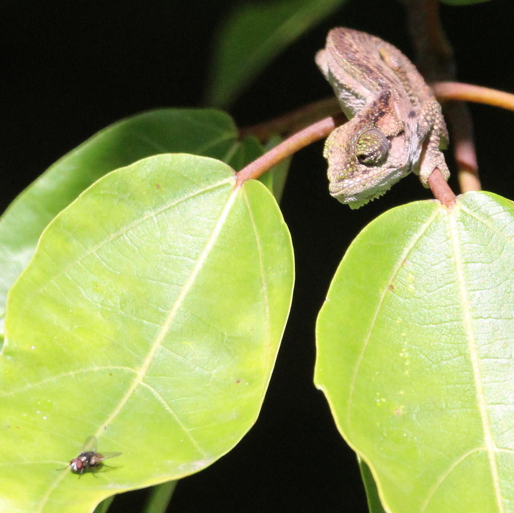 Knysna Dwarf Chameleon from Garden Route Botanical Garden on April 4 ...