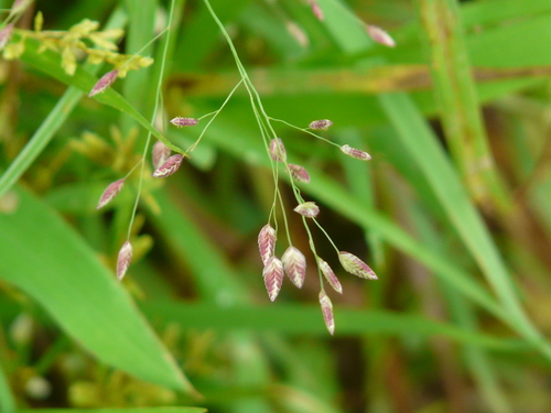 Eragrostis unioloides iNat (1)