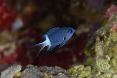 Bicolor Chromis photo 3