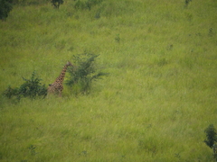Giraffa camelopardalis antiquorum