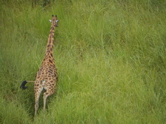 Giraffa camelopardalis antiquorum