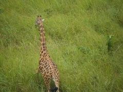 Giraffa camelopardalis antiquorum