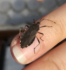 Gelonus tasmanicus
