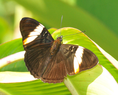 Adelpha lycorias
