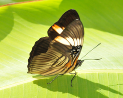 Adelpha lycorias