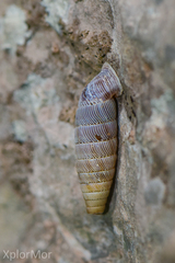Urocoptidae