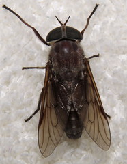 Tabanus catenatus